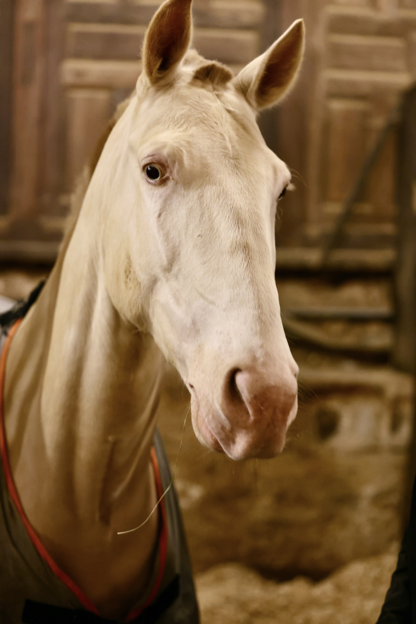 Écurie de l'Académie Équestre de Versailles - cheval blanc